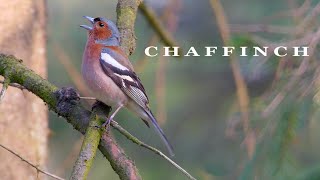 CHAFFINCH bird singing beautifull bird sounds [upl. by Nymsaj581]