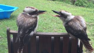 Two kookaburras having an argument [upl. by Selle]