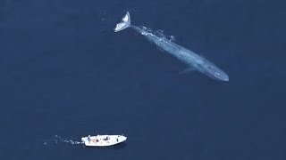 Why is the blue whale so big [upl. by Vidovik]