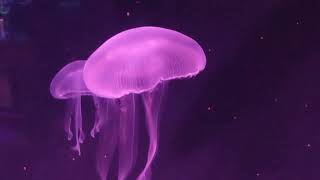 Moon Jellyfish Aurelia aurita [upl. by Buller753]