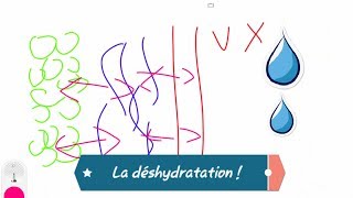 🔵La désyhdratation physiopathologie et clinique Dehydration pathophysiology and clinical [upl. by Wilkison236]