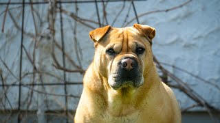 Caring For Chinese SharPei Puppies A Guide for New Owners [upl. by Kermy299]