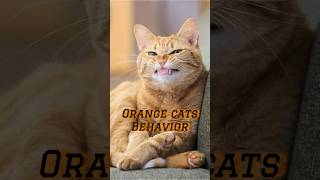 Orange cats behavior cat funny shorts shortvideo pets animals [upl. by Robaina]