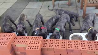 Irish Wolfhound Puppies  Feeding Time Slomo [upl. by Kenison107]