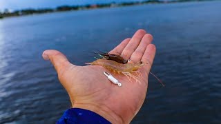 The Secret Easiest Way to Catch Saltwater Fish [upl. by Bucky185]