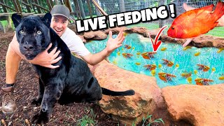 FEEDING BLACK JAGUAR LIVE COLORFUL FISH  Do BIG CATS like FISH [upl. by Norud]