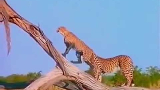 Old Kalahari Desert Documentary  Africa  African Desert  Nature amp Animal Film  Botswana [upl. by Nahem]