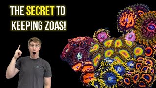 Everything you need to know about Zoas [upl. by Noerb]