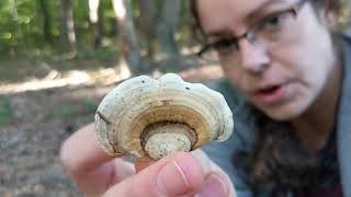 Stereum ostrea False turkey tail or parchment fungus [upl. by Juley947]