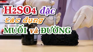 H2SO4 đậm đặc tác dụng với MUỐI và ĐƯỜNG  Điều chế HCl  Thí nghiệm HÓA lớp 9 10 [upl. by Ycnan]