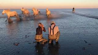 White Horses of the Camargue [upl. by Zaccaria]