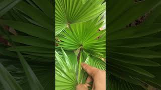 Chinese fan palm shorts Livistona chinensis kadiyamnurserykadiyamnursery [upl. by Ofella143]