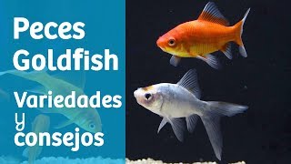 Peces Goldfish · Carpas doradas variedades y consejos 🐟 [upl. by Allare]