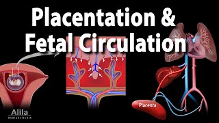 Embryology Development of the Placenta and Fetal Circulation Animation [upl. by Nnyleahs]