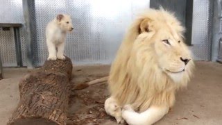 Toronto Zoos Lion Cubs with Dad Fintan [upl. by Toth]