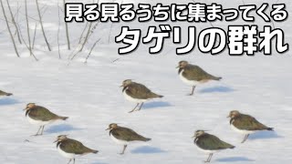 群れて飛んで行くタゲリ・田鳧、田計里、学名：Vanellus vanellus [upl. by Warms]