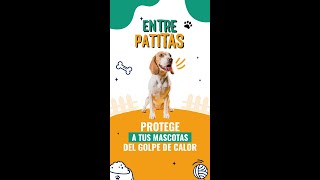 GOLPE DE CALOR EN NUESTRAS MASCOTAS [upl. by Elohcin]