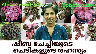 100 Varieties of Episcia plants  Gardening tips  Episcia നടുന്ന ശരിയായ രീതി  Amazing plants [upl. by Sualkcin122]