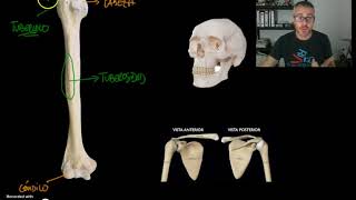 OSTEOLOGIA 3  Relieves y depresiones [upl. by Hpeosj]