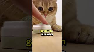 Si tu gato no se comporta no lo maltrates prueba con esto💫 gatos curiosidades cats [upl. by Ardelis]