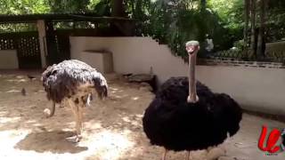 pasbara ostrich bird [upl. by Nahgem]