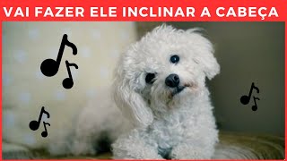 SONS QUE FAZEM O CACHORRO INCLINAR A CABEÇA GARANTIDO canalmeucachorro [upl. by Reprah]