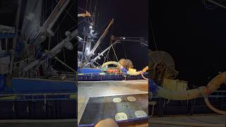 offloading pollock alaska commercialfishing shorts full nets america fishing latenights [upl. by Krein]