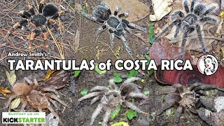 New documentary  TARANTULAS of COSTA RICA [upl. by Conn]