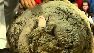 Shrek the sheep dies [upl. by Flavia]