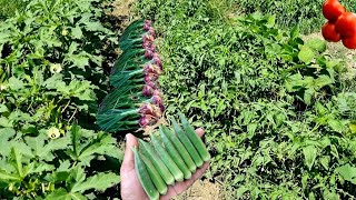 Intercropping Farming  Multi Crops Farming Of tomatoes onions Okra and bush beans [upl. by Theurich561]