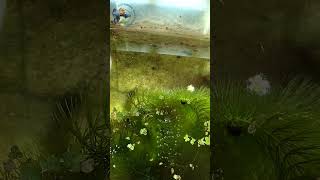 Dwarf Neon Rainbow Fish aquarium aquascape fishtank fish viralvideo dwarfneonraibow plants [upl. by Jobyna]