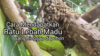 Cara Memindahkan Lebah dari Pohon [upl. by Stutsman]