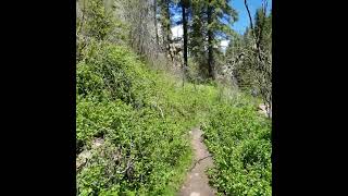 Las Conchas Trailhead Jemez Mountains New Mexico 2019 Hike hiking wilderness hikingtrails [upl. by Louisa]