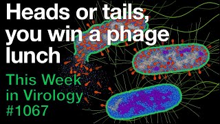 TWiV 1067 Heads or tails you win a phage lunch [upl. by Arten]