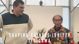 Shaping Chinese Juniper Itoigawa Bonsai with Byron  Part Two [upl. by Ahsikcin]