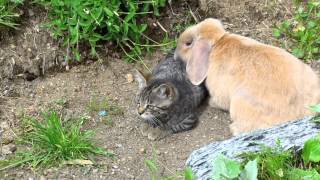 Cat vs Rabbit [upl. by Carrissa]