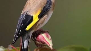 😱Un chant extraordinaire de chardonneret sauvage si tu veux vraiment écoler un jeune 😱 [upl. by Senn909]