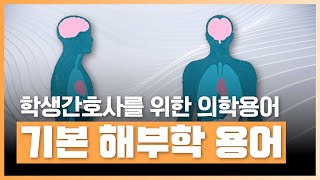 이미지와 애니메이션을 활용하여 의학용어 기초를 완벽 마스터하자  학생간호사를 위한 의학용어  에어클래스 [upl. by Samaj]