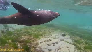 Kaikoura Nadando con focas [upl. by Rowen66]