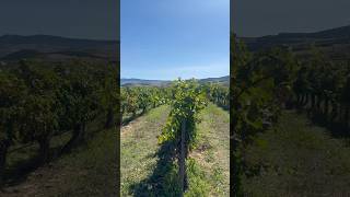 Viñas de Otazu viñas bodega otazu navarra [upl. by Alla126]