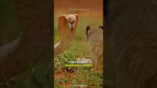 This Is Why Cobras Hate Mongooses [upl. by Annatnas]