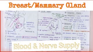 Breast  Mammary Gland Anatomy 34  Blood amp Nerve Supply [upl. by Frasquito341]