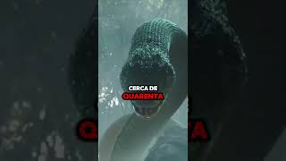 E SE A TITANOBOA AINDA EXISTISSE 4 titanoboa animais cobragigante viralvideo [upl. by Elurd]