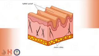 الأدمة والأظافر  Dermis and nails [upl. by Ayatahs]