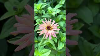 Floret Dawn Creek Peach Zinnias in bloom 🇬🇧 floretzinnias dawncreekpeach dawncreekzinnias [upl. by Rosenblatt]