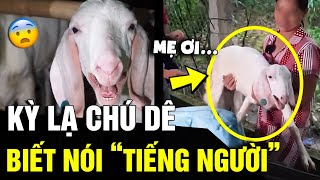 Kỳ lạ chú dê biết NÓI TIẾNG NGƯỜI liên tục kêu MẸ ƠI làm ai cũng NỔI DA GÀ  Tin Nhanh 3 Phút [upl. by Brigitte]