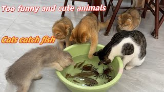 I took the kitten to catch fishHomemade food for the catCat catching fishFunny and cute animal [upl. by Pulchia]