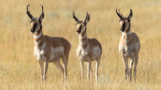 Pronghorns 2024  NDGF  07282024 [upl. by Aicnelev466]