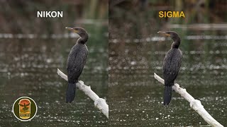 SIGMA 150600 mm contemporary Vs Nikon 200500 mm [upl. by Koval732]