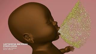 Fisiología Lactancia Materna  Breastfeeding Physiology  3D Animation [upl. by Toy]